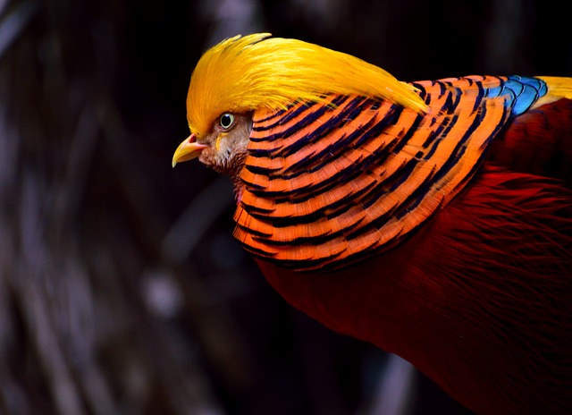 The Golden Pheasant